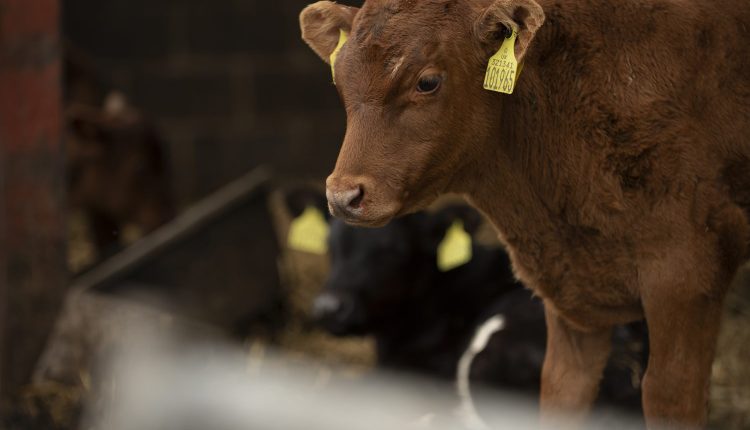 Tristeza Parasitária Bovina tem potencial para afetar 75% dos animais jovens no Brasil