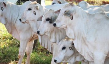 Prata agropecuaria - nelore mocho - bezerras marcadas brucelose