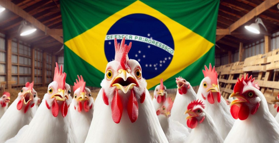 Producao de carne de frango cresceu mais de 1000 no Brasil