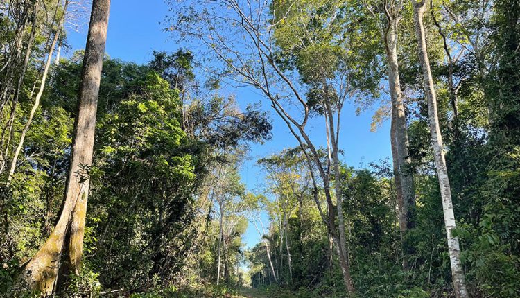 Secas atrasam em 20 anos a reposição de estoques de madeira em floresta manejada