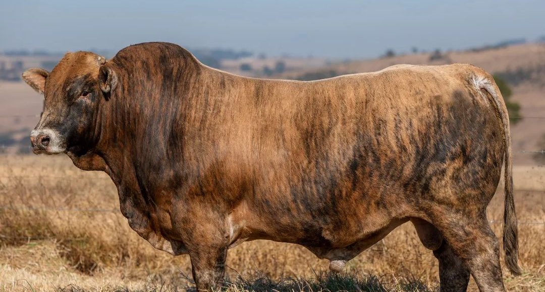 Pelagem Brindle ou 'Tigrada' em bovinos