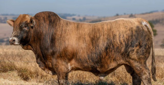 Pelagem Brindle ou 'Tigrada' em bovinos