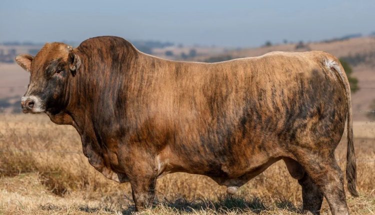 Pelagem Brindle ou 'Tigrada' em bovinos