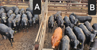 Qual dos lotes traz mais lucro ao pecuarista: machos ou fêmeas cruzados?