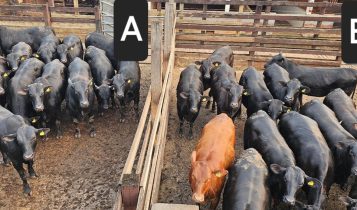 Qual dos lotes traz mais lucro ao pecuarista: machos ou fêmeas cruzados?