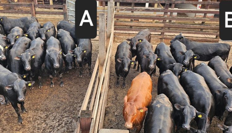 Qual dos lotes traz mais lucro ao pecuarista: machos ou fêmeas cruzados?