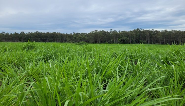 Tecnologias como o Programa Pasto Forte da Harvest Agro