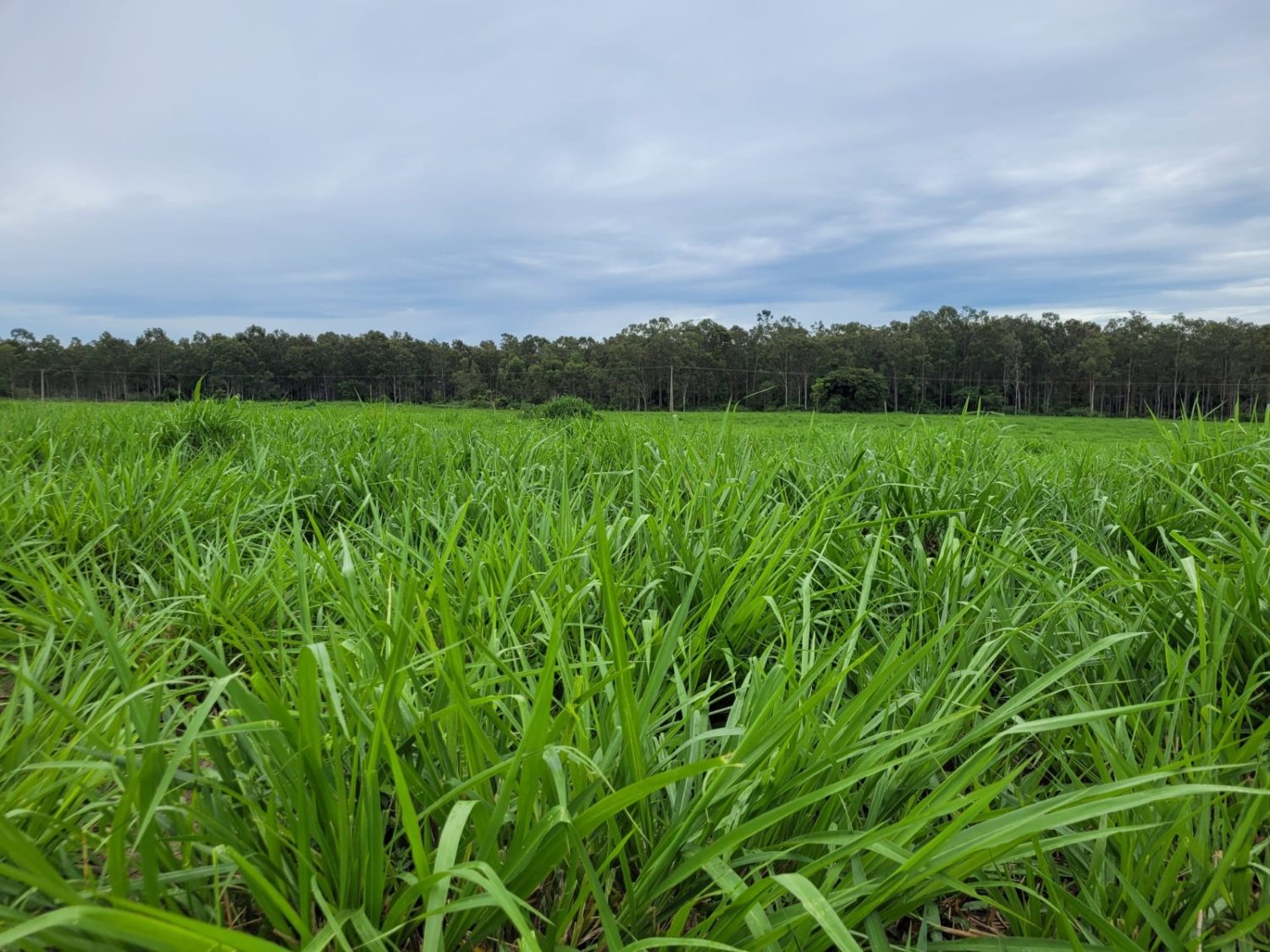 Tecnologias como o Programa Pasto Forte da Harvest Agro