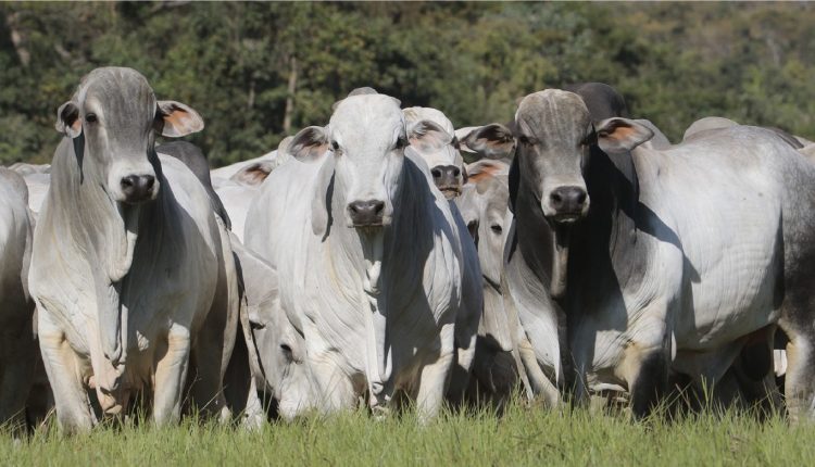 Touros Nelore PO testados em tres biomas sao destaque em leilao - Neleore Grendene