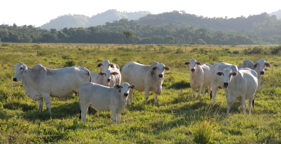 Trouw-Nutrition-Gestao-eficaz-da-pecuaria-de-cria-medidas-para-o sucesso-na-estacao-reprodutiva-Foto-Shutterstock-Oscar-Firme