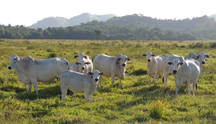 Trouw-Nutrition-Gestao-eficaz-da-pecuaria-de-cria-medidas-para-o sucesso-na-estacao-reprodutiva-Foto-Shutterstock-Oscar-Firme