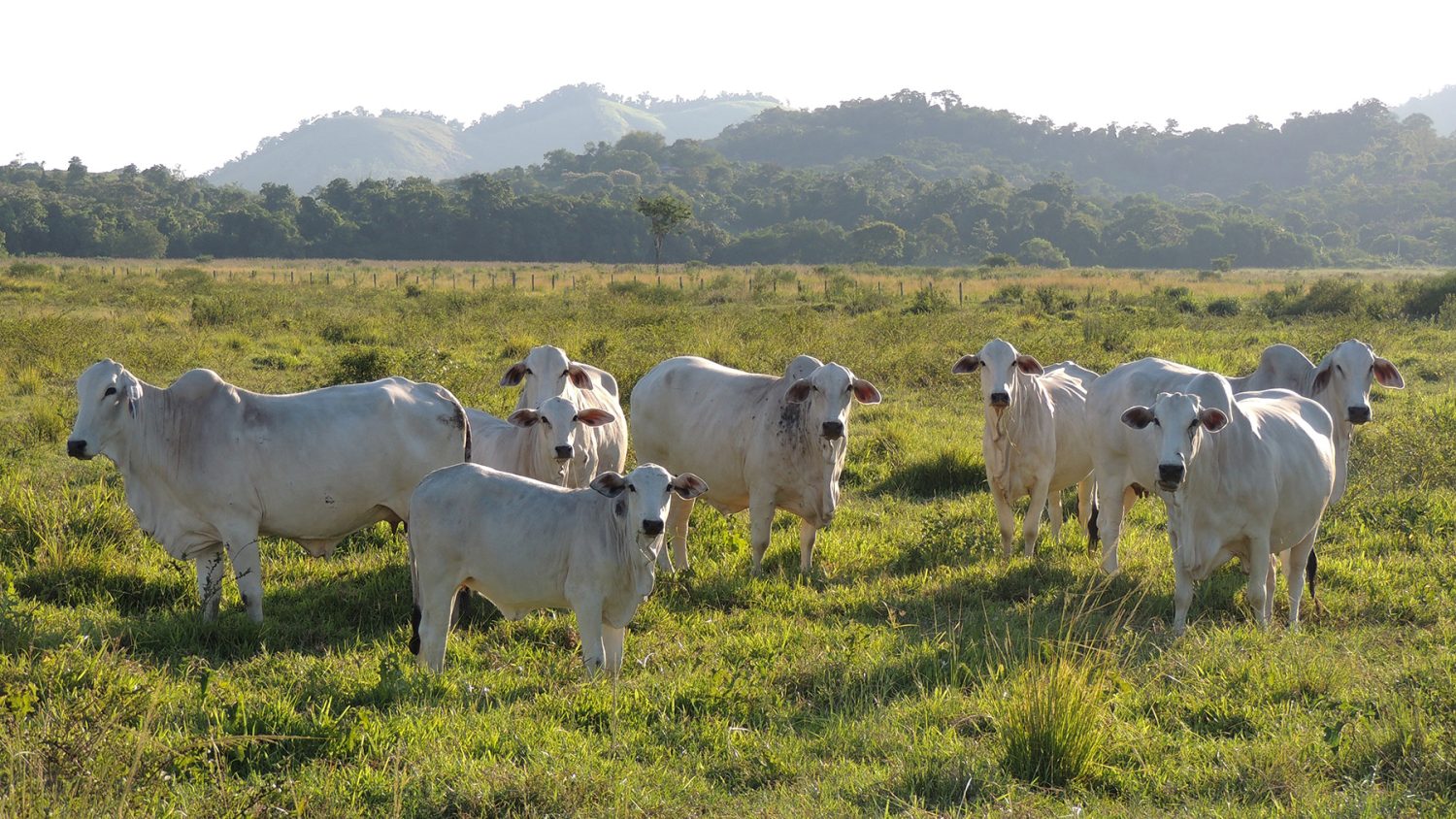 Trouw-Nutrition-Gestao-eficaz-da-pecuaria-de-cria-medidas-para-o sucesso-na-estacao-reprodutiva-Foto-Shutterstock-Oscar-Firme