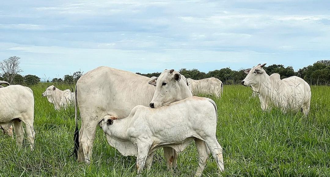 Nutrição adequada é essencial para melhorar a taxa de concepção, diz especialista da Trouw Nutrition