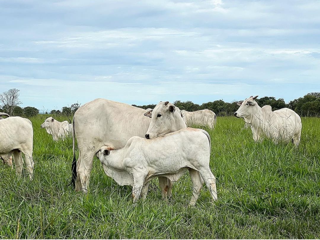 Nutrição adequada é essencial para melhorar a taxa de concepção, diz especialista da Trouw Nutrition