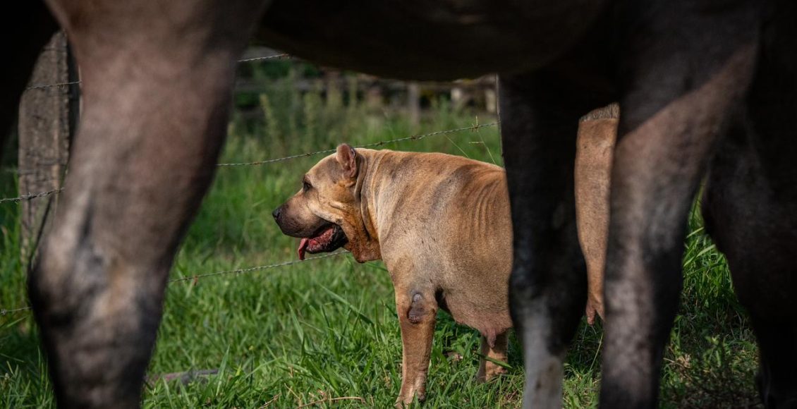 Mais que companheiros: cães desempenham papel fundamental nas tarefas em fazendas e haras