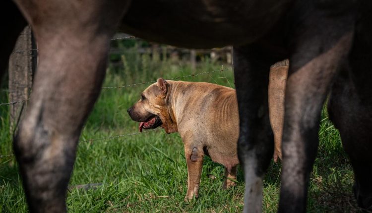 Mais que companheiros: cães desempenham papel fundamental nas tarefas em fazendas e haras