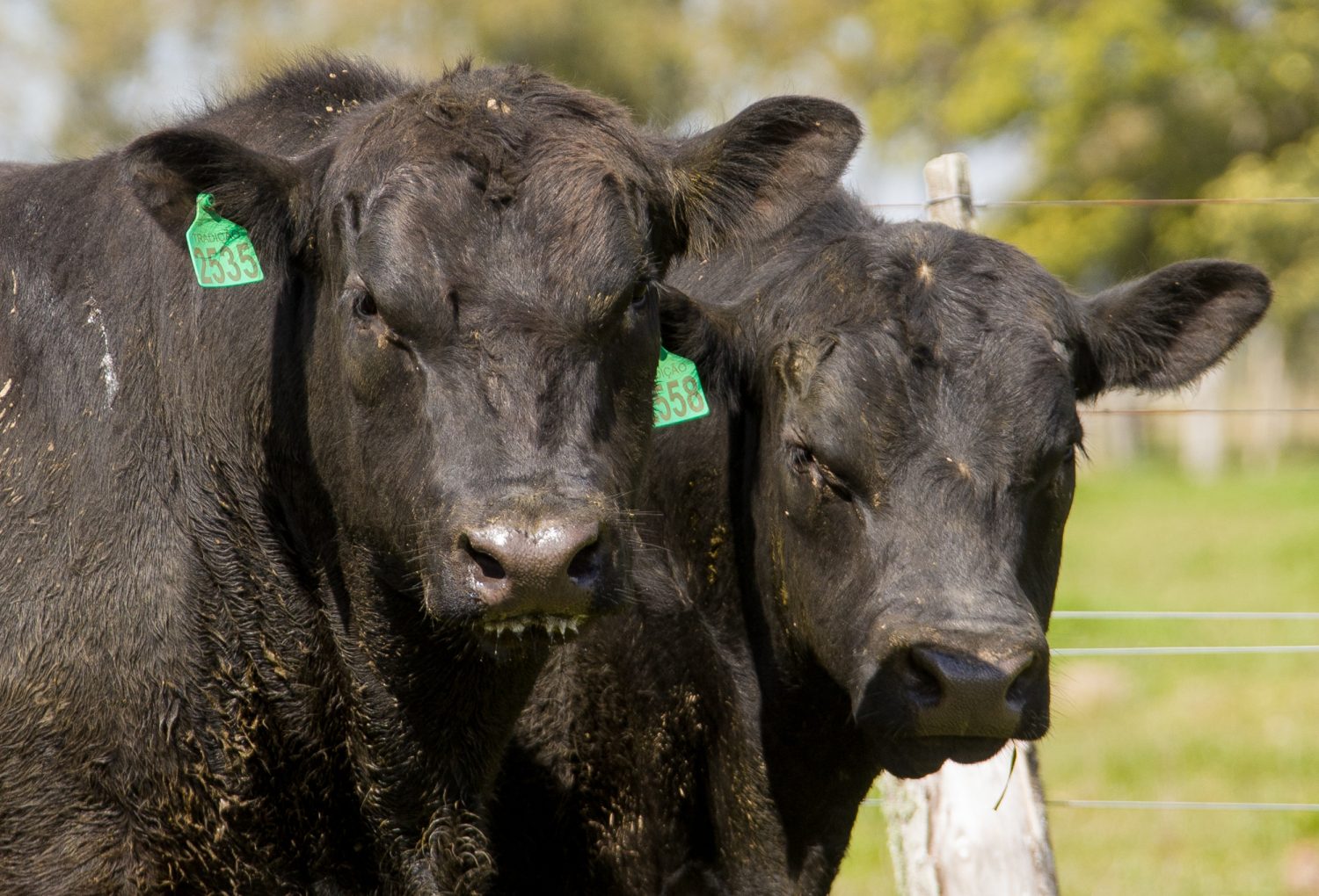 Veja como os indices auxiliam o pecuarista na hora de comprar touros - Angus - Credito Gabriel Olivera