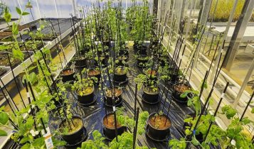 Agricultura espacial: como tomates marcianos e batata-doce na Lua podem ajudar na produção mundial de alimentos