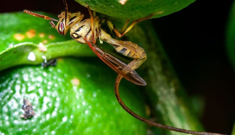 Ciência mapeia regiões com risco de desenvolvimento de novas pragas agrícolas