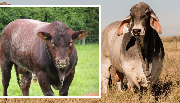 cruzamento entre shorthorn e brahman - santa gertrudis