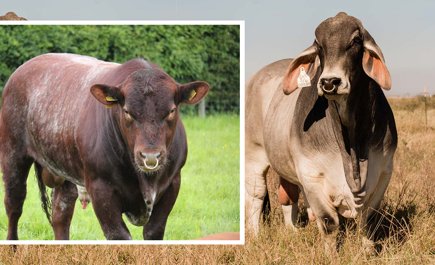 cruzamento entre shorthorn e brahman - santa gertrudis