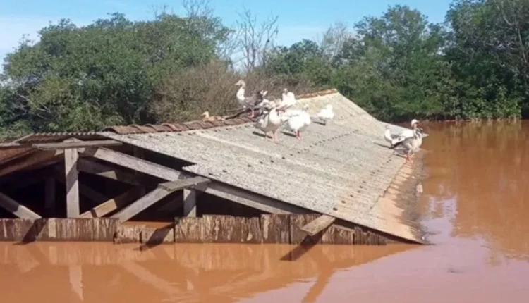 Aviário alagado em Nova Santa Rita. Foto: Emater/RS Aviário alagado em Nova Santa Rita. Foto: Emater/RS