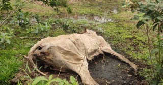 Fazendeiro deixa gado morrer de fome e alega preço baixo para venda