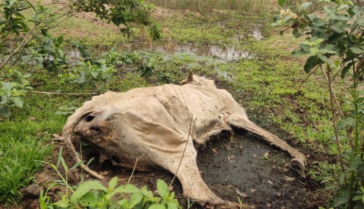 Fazendeiro deixa gado morrer de fome e alega preço baixo para venda