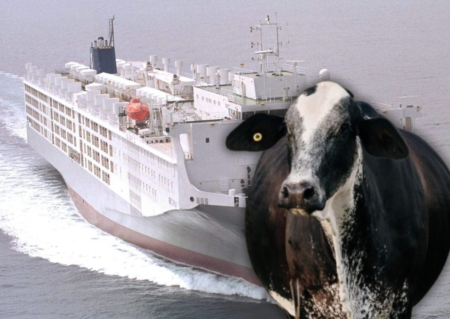 Brasil busca acabar com monopólio da Austrália na exportação de gado vivo para a Indonésia; os dois países assinaram um memorando de entendimento com um plano para importar 100.000 cabeças de gado leiteiro tropical brasileiro