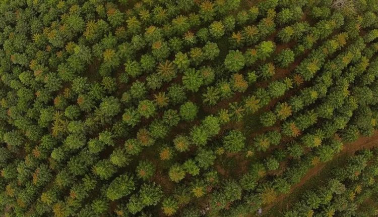 Minas Gerais cresce 370% em área destinada à silvicultura em 38 anos e lidera ranking nacional