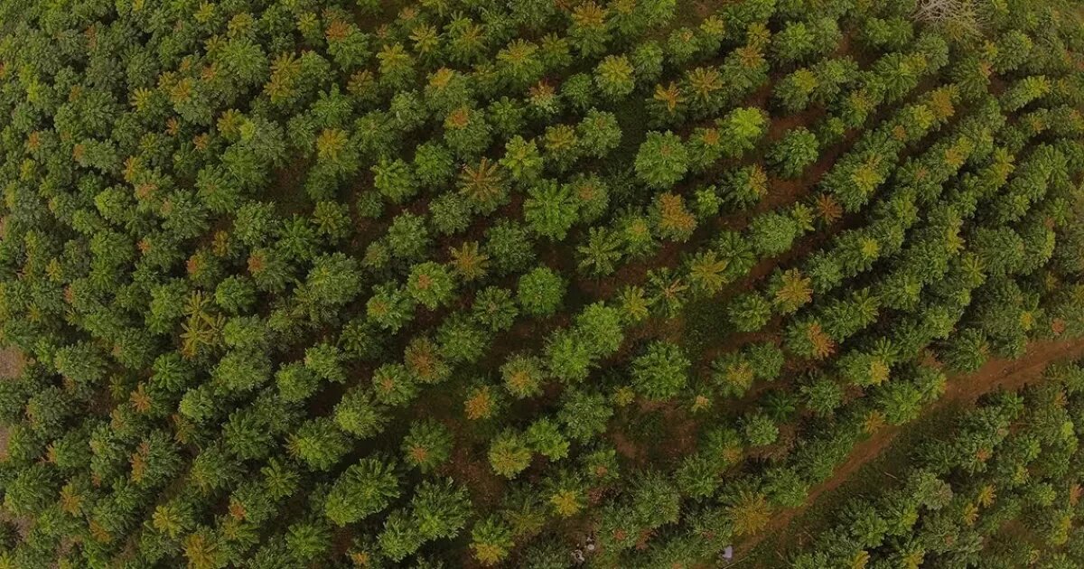 Minas Gerais cresce 370% em área destinada à silvicultura em 38 anos e lidera ranking nacional