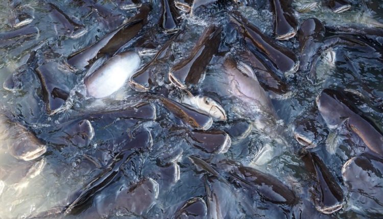 Faesp informa: É inaugurado primeiro frigorífico das Américas de peixe panga