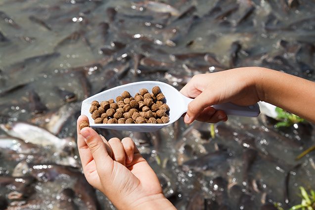 Veja como alimentar peixes em uma produção agropecuária