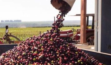 Uso de fertilizantes organominerais ganha espaço na cafeicultura brasileira