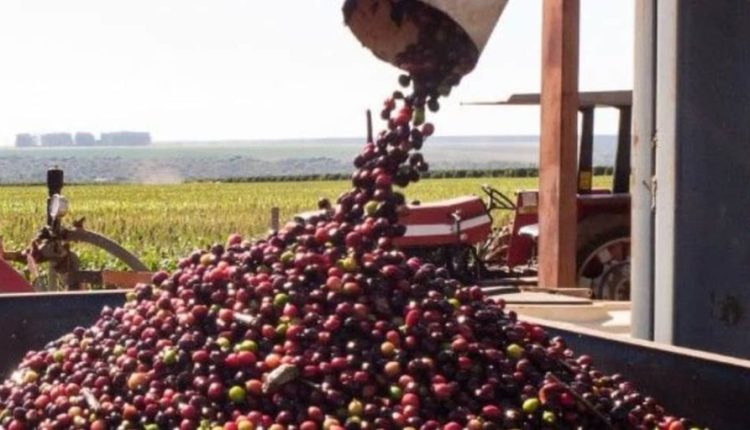 Pela 1ª vez, média mensal do café robusta supera o arábica