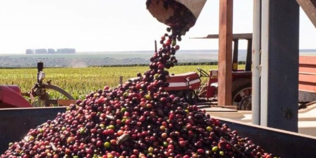 Cafeicultura 4.0: A revolução tecnológica no cultivo do café