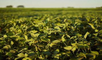 Florestas restauradas aumentam produtividade de soja em até 10 sacas por hectare