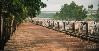 Pará se consolida como maior exportador de gado em pé do Brasil