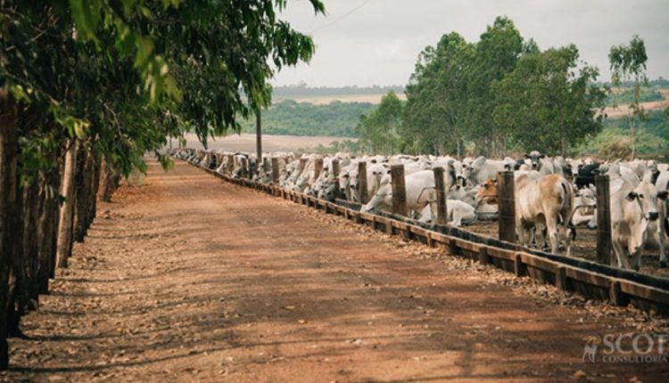 Pará se consolida como maior exportador de gado em pé do Brasil