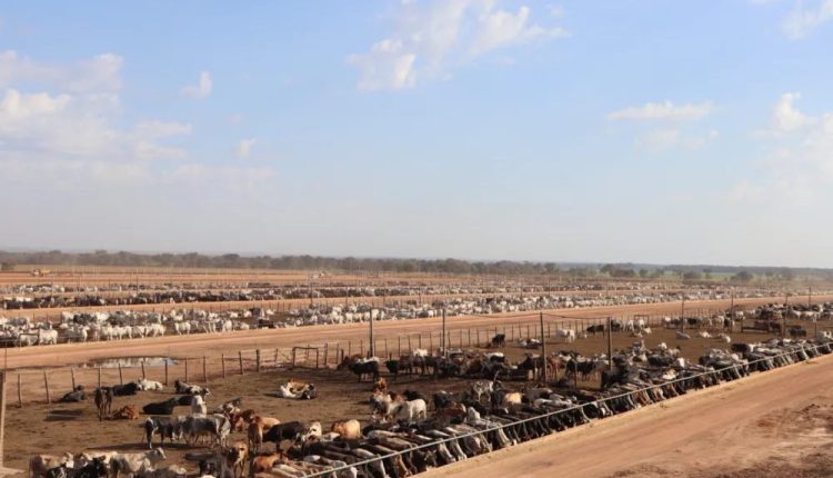 Biogénesis Bagó apresenta no Feedlot Summit Brazil 2024 resultados de alta performance em sanidade nos maiores confinamentos do Brasil