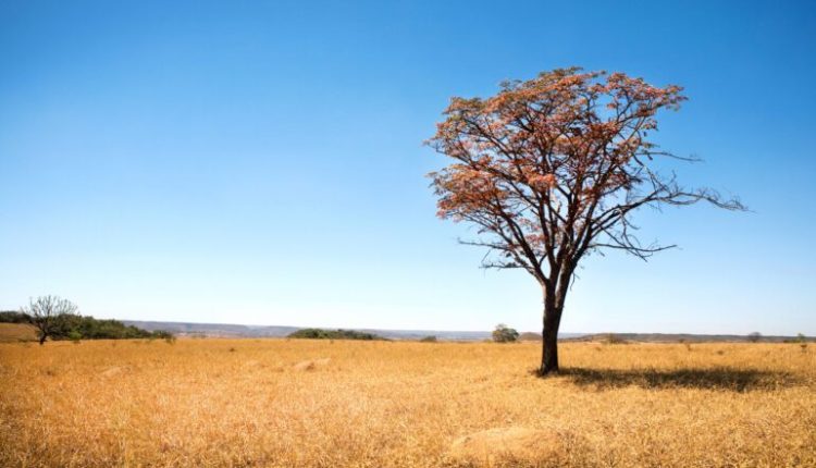 Dia Nacional do Cerrado: Descubra a riqueza e a importância do segundo maior bioma do Brasil