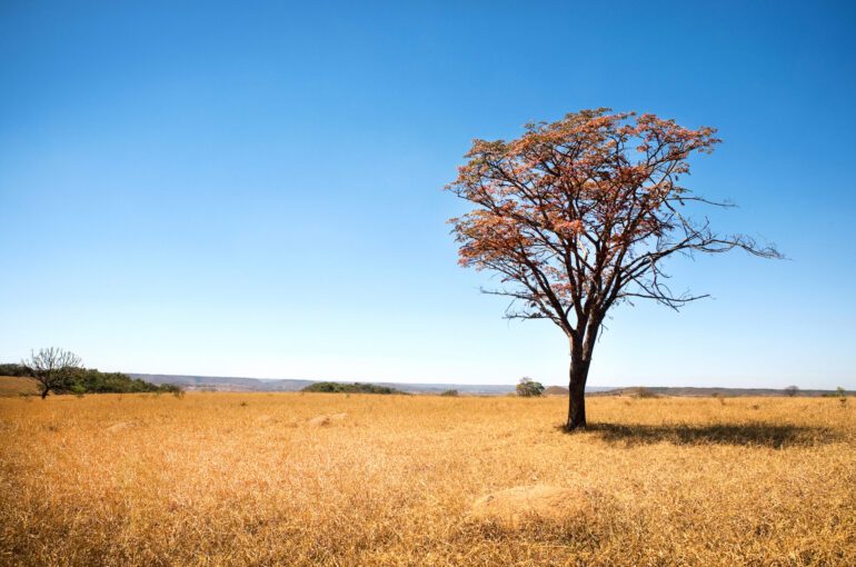 Dia Nacional do Cerrado: Descubra a riqueza e a importância do segundo maior bioma do Brasil