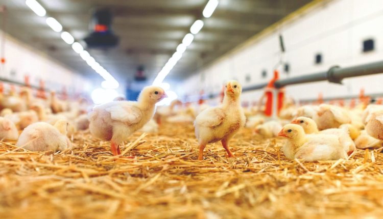 Inclusão da fitase na alimentação de aves melhora biodisponibilidade de fósforo e outros minerais