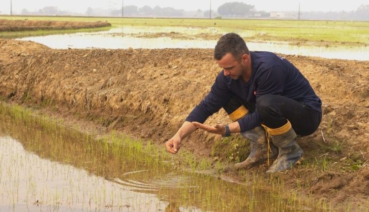 Safra 24/25: com expectativas positivas, arroz catarinense começa a ser plantado