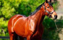 Descubra qual é o cavalo mais caro do mundo