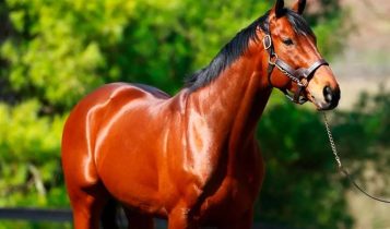 Descubra qual é o cavalo mais caro do mundo