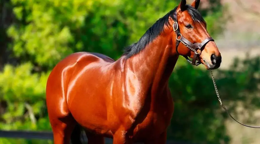 Descubra qual é o cavalo mais caro do mundo