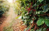 Como impulsionar a produtividade do cafeeiro de forma eficiente