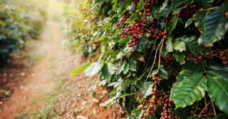 Como impulsionar a produtividade do cafeeiro de forma eficiente