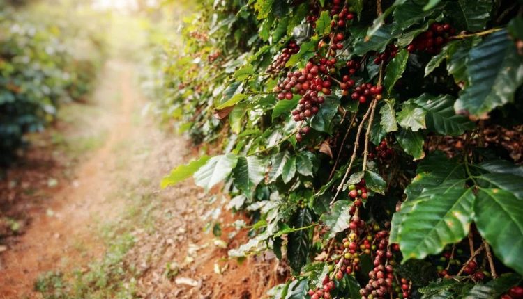 Como impulsionar a produtividade do cafeeiro de forma eficiente